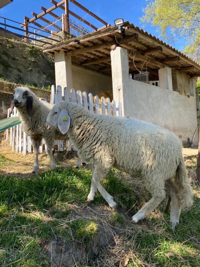 Come Una Volta Farm Brozolo 외부 사진